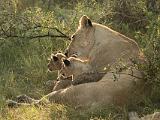 Africa 159 : Africa, Animal, Botswana, Lion, Mammal, Okavango, Vumbura Plains